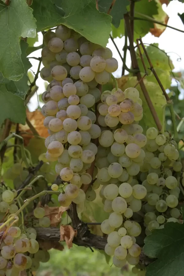 Viticultores Batallan Contra El Cambio Climático