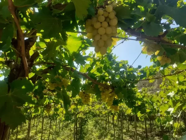 La Higuera, viñas en vendimia