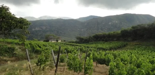 Uvairenda Bodega & Viñedos - Samaipata