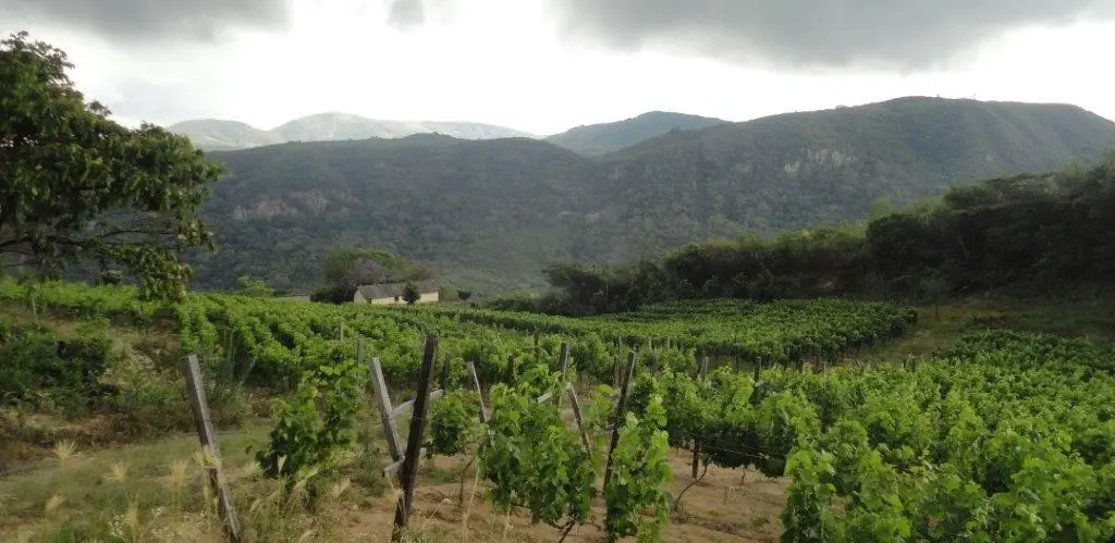 Uvairenda Bodega & Viñedos - Samaipata