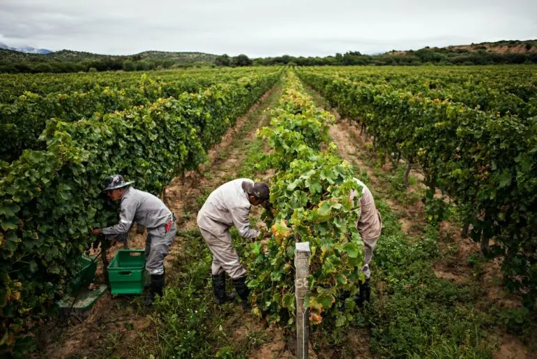 La cosecha de Campos de Solana y Casa Real 2023