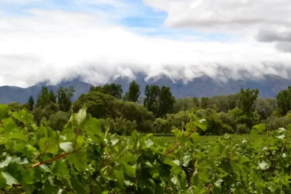 La globalización favoreció al descubrimiento de los vinos bolivianos.
