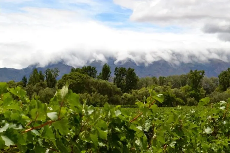 La globalización favoreció al descubrimiento de los vinos bolivianos.
