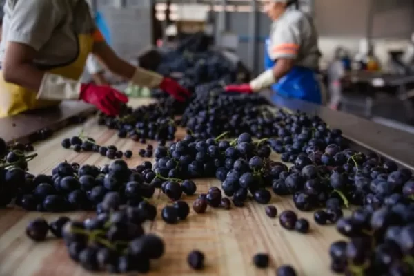 Mujeres de la bodega Aranjuez seleccionando la uva en vendimia.