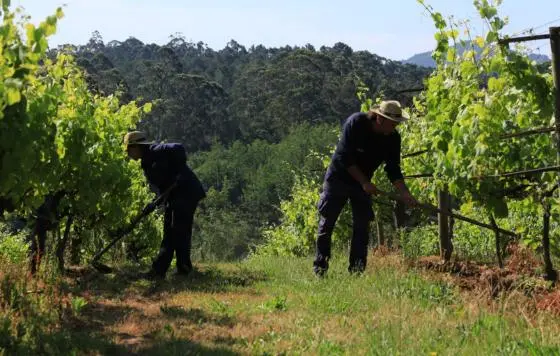 Una experiencia que ya es tendencia en el mundo, la gestión ecológica de la viña y como efecto del vino