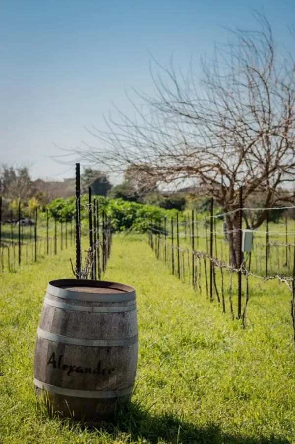Cómo Afecta El Tiempo Al Vino