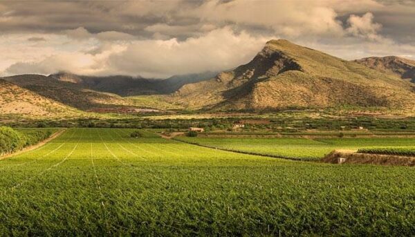 Las viñas de Casa Real en Santa Ana Tarija.
