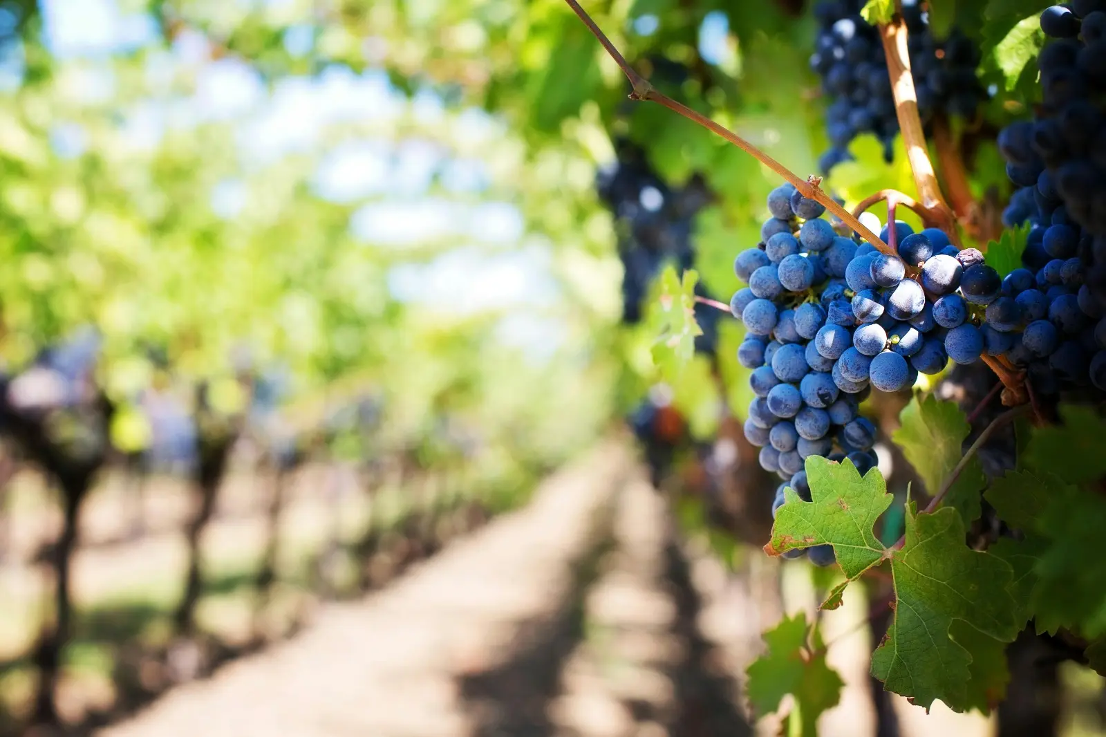 Un paisaje de Napa Valley, la meca del vino en EEUU.