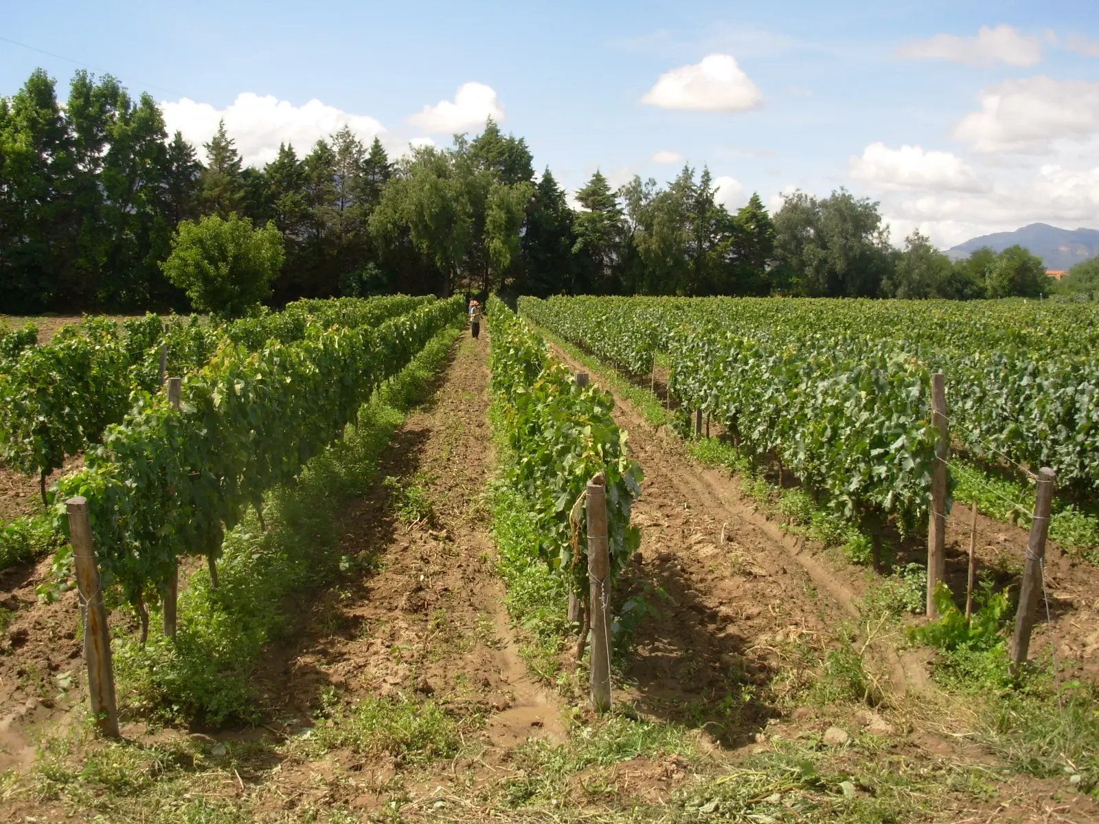 Según la OIV: la definición de 'terroir'