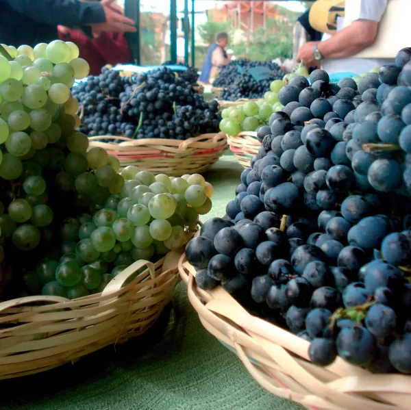 Una mirada general al clúster de la uva, vino y Singani.