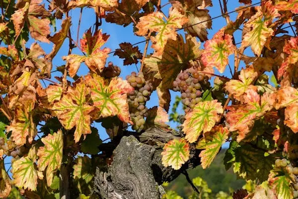 El alto valor de conservar y promover a las vides históricas, como las de Cinti.