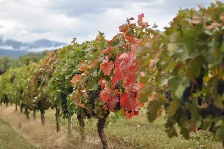 Tarija, la tierra bendita.