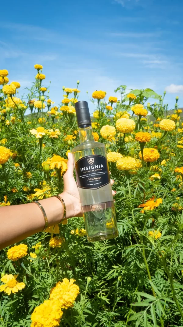 La rosa Pascua, símbolo de Tarija, es parte de la imagen visual del nuevo singani Insignia