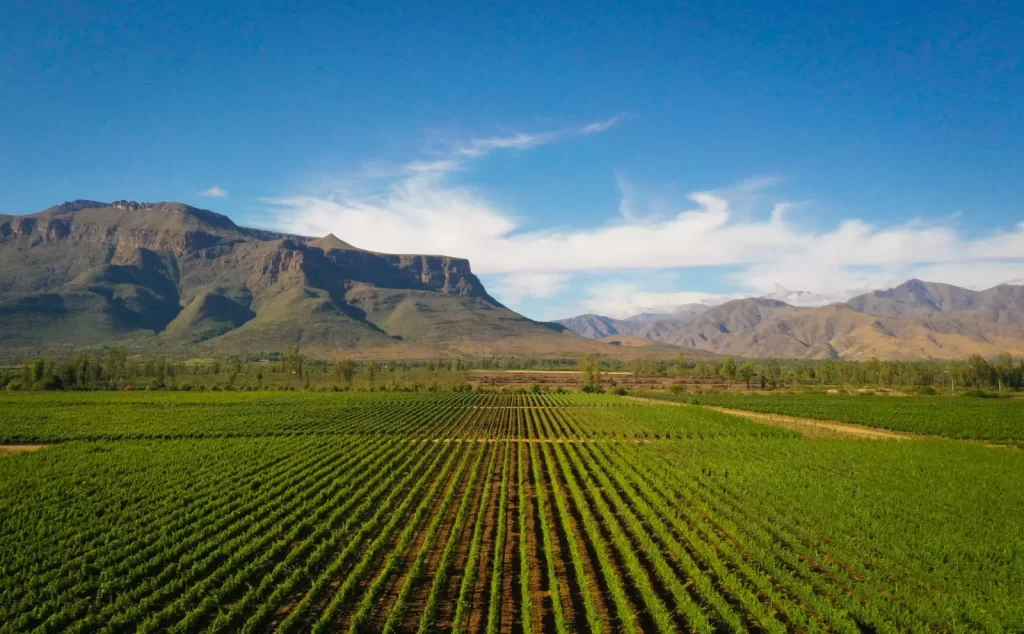 Al final del valle central y principio del valle de Los Cóndores nace la uva Moscatel para dar vida al singani Insignia.