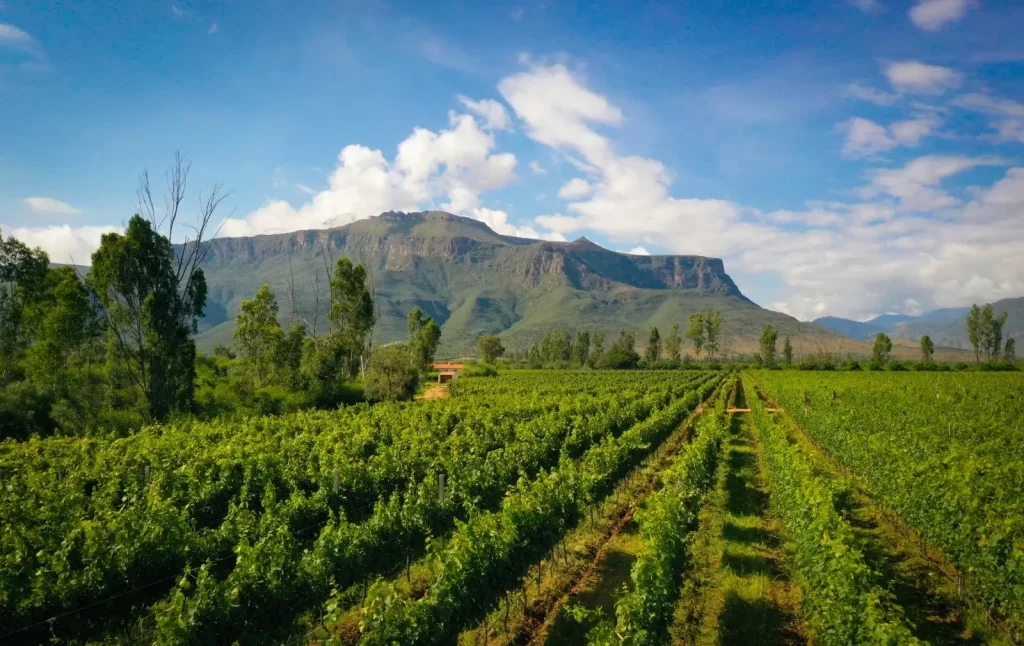 Chaguaya da vida a Insignia, un singani elegante, sutil y sofisticado.