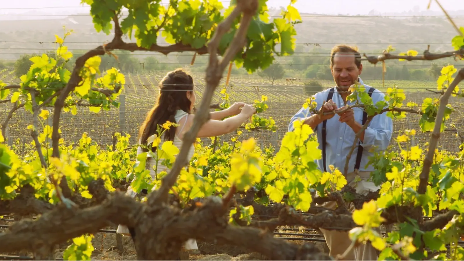 Compartir, desde temprano, el trabajo en la viña es la muestra del esfuerzo de los viñateros por hacer lo mejor cada día.