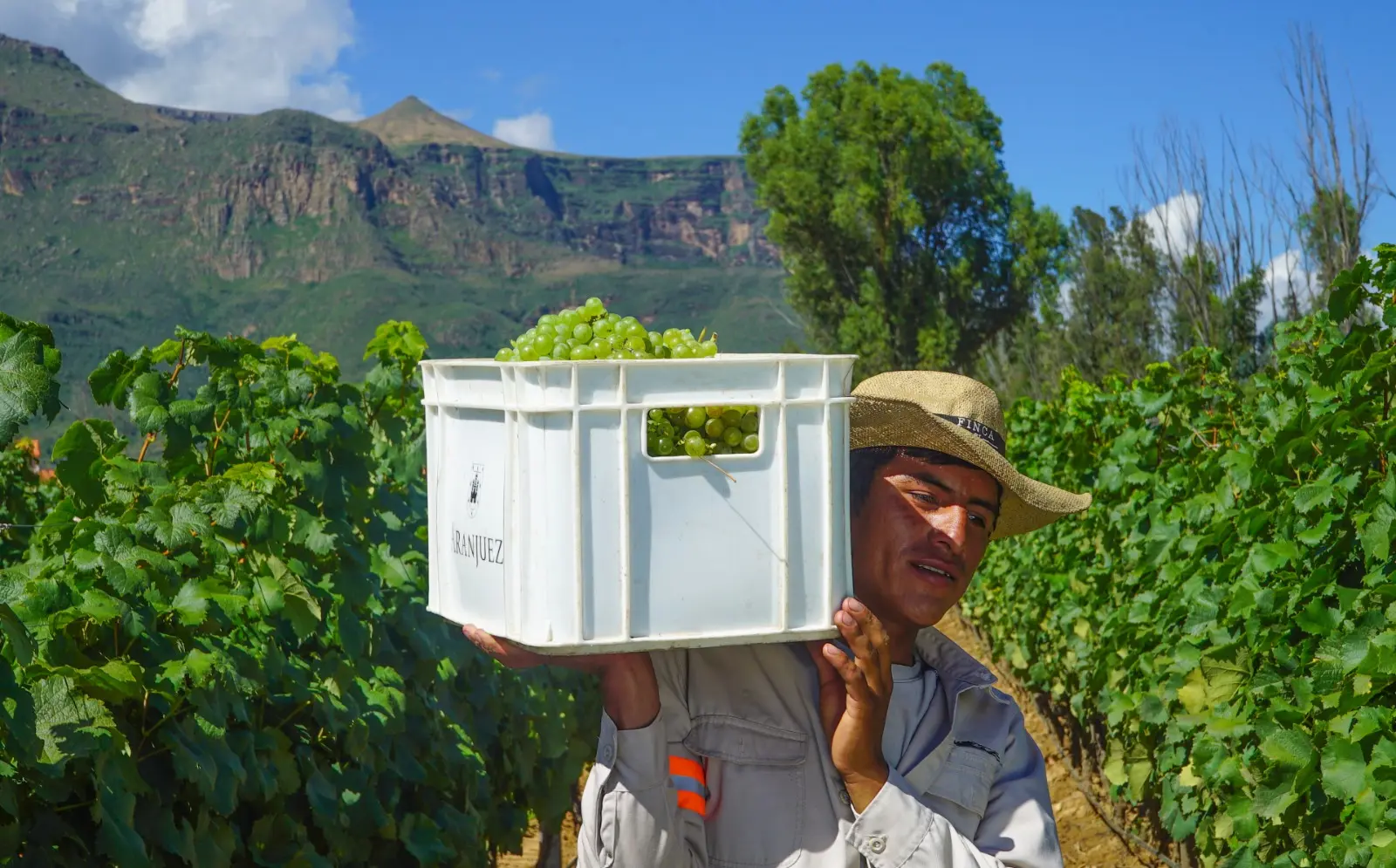 La I.G. Chaguaya es un nuevo espacio vitícola creado por la bodega Aranjuez para su singani Insignia.