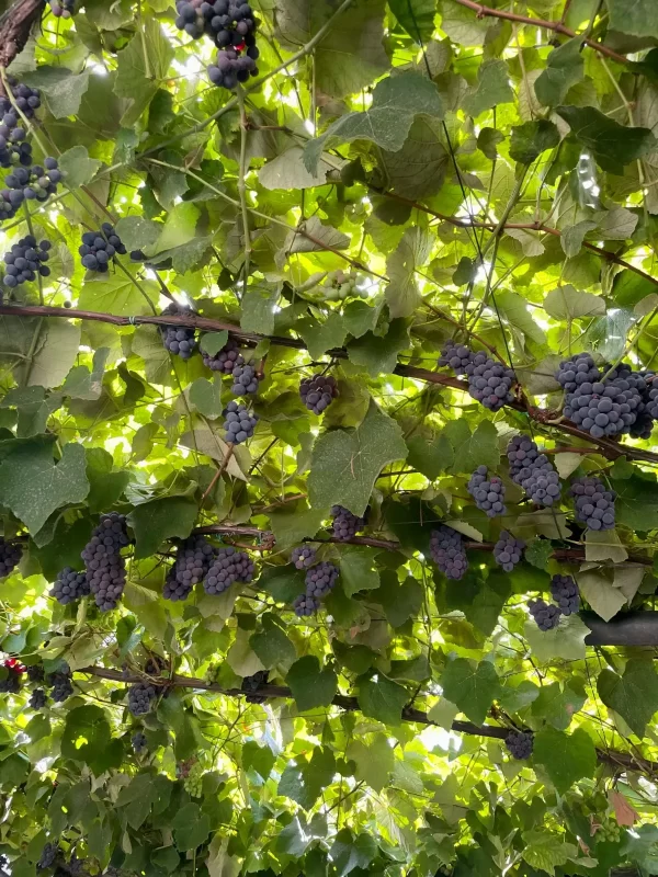 Aumentaron los insumos para el trabajo de la vid, ya que el 90% son importados.