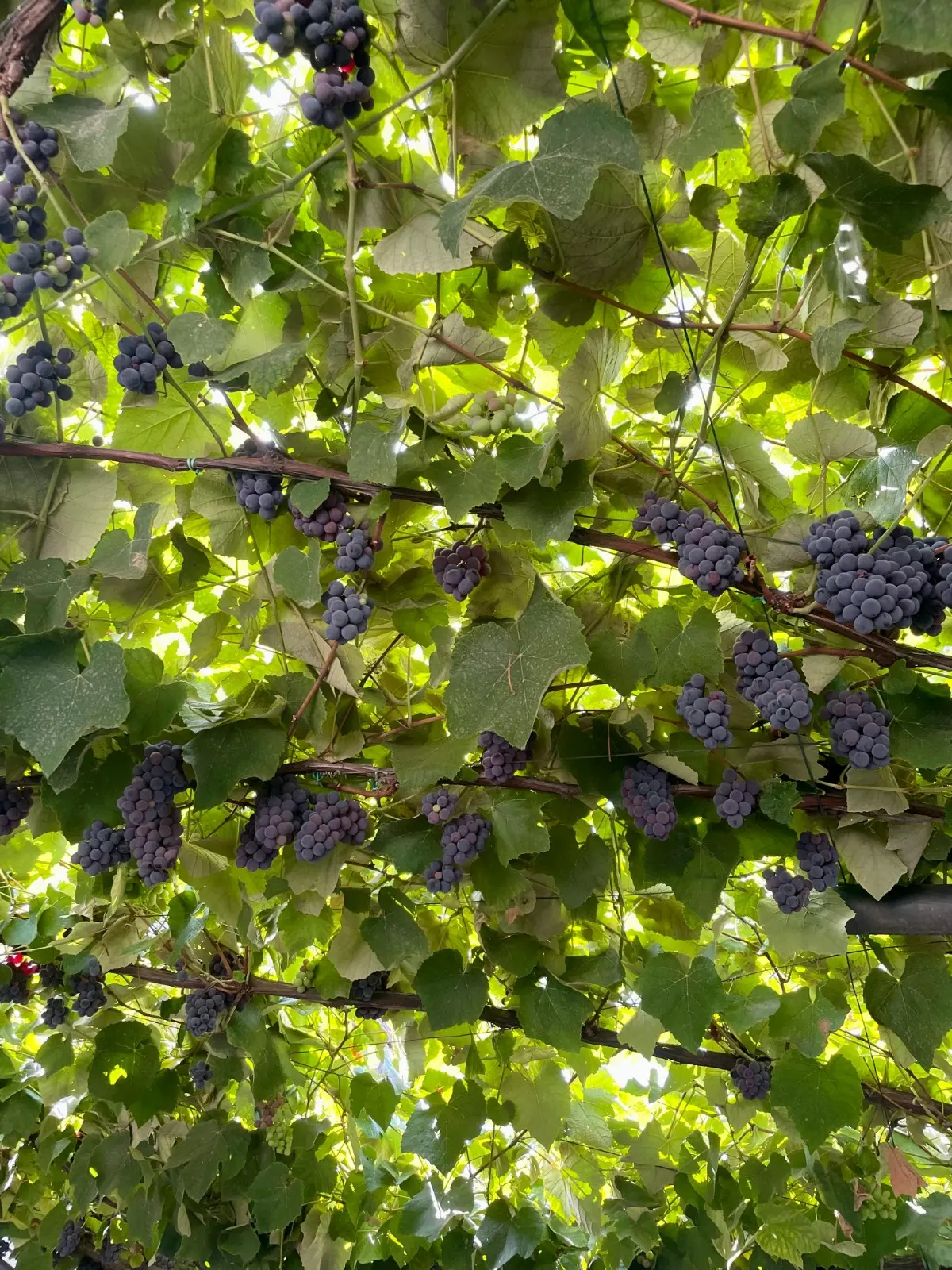 Aumentaron los insumos para el trabajo de la vid, ya que el 90% son importados.