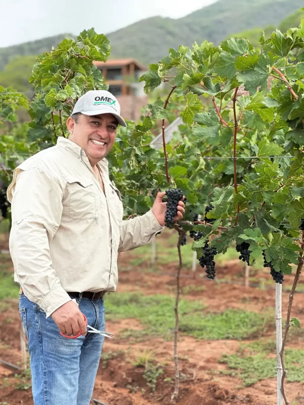 Bodega Delabu poniendo a punto la viña.