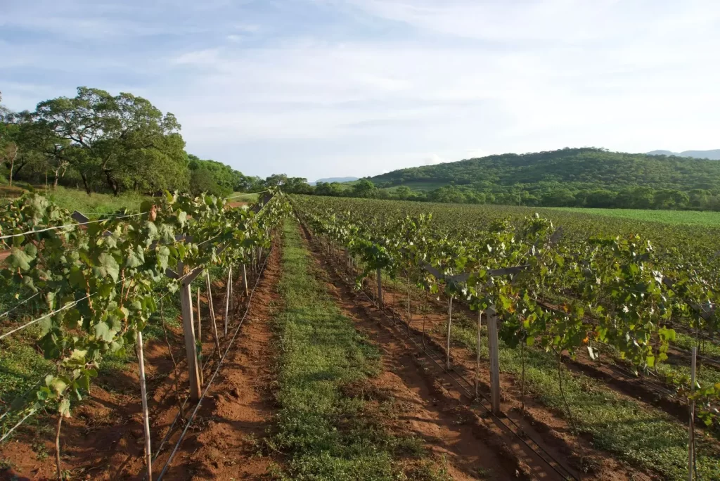 Las viñas en Pampa Grande, Santa Cruz.