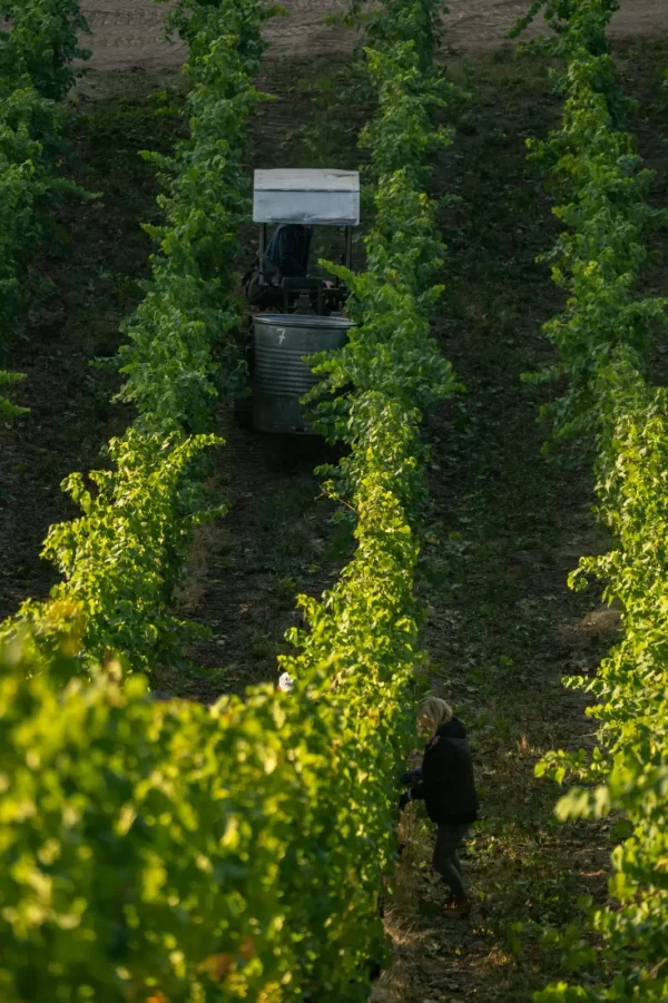 La propuesta del banco Bisa también beneficia al sector vitivinícola.