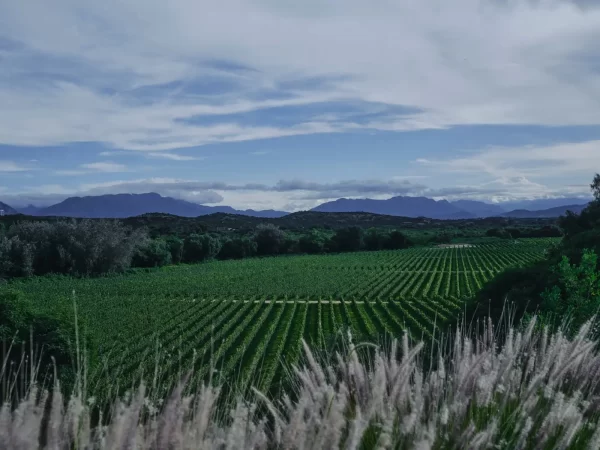 1. Una vista a los viñedos de Campos de Solana y Casa Real.