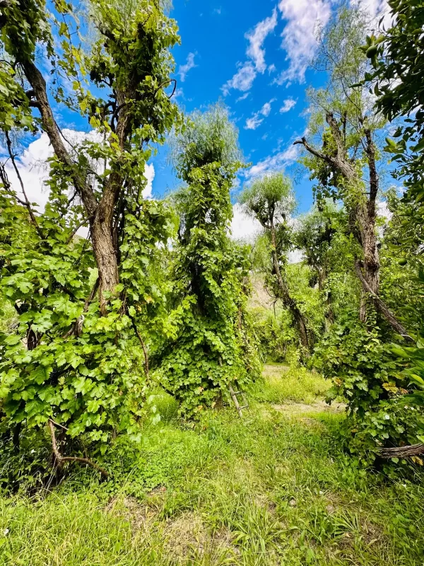 Las viñas antiguas de Camargo fueron reconocidas en el mundo.