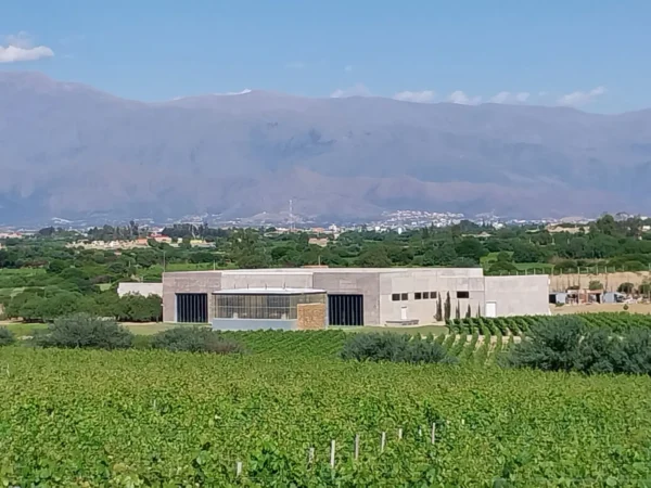 Urge proteger el esfuerzo de las bodegas que con tanto esfuerzo recuperaron tierras erosionadas plantando uva.