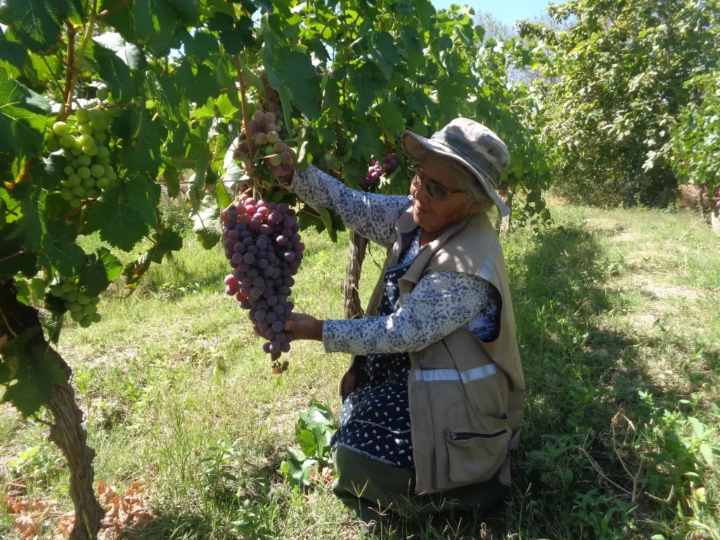 Las mujeres son la fuerza para prolongar la historia de la viticultura en Bolivia.