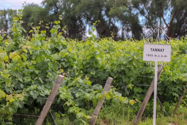 Hoy celebramos a la cepa que enorgullece a los bolivianos.