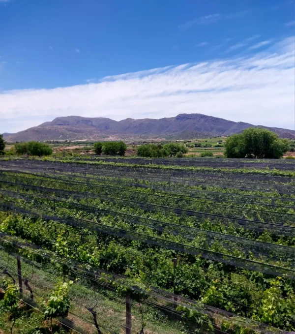 La viña Abra el Portillo de David Castellanos Zamora se muestra brillante.