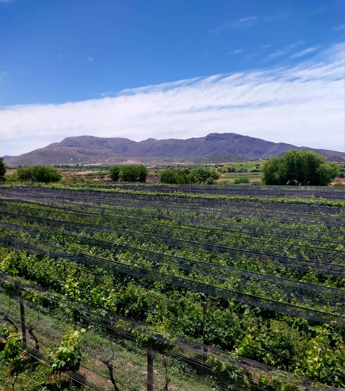 La viña Abra el Portillo de David Castellanos Zamora se muestra brillante.