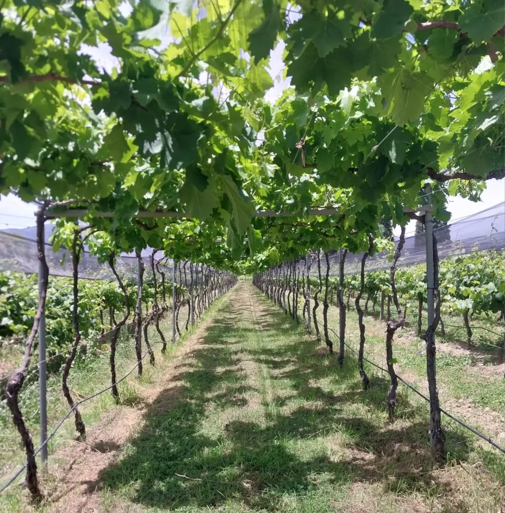 Un techo de uvas, durante el paseo por la viña Abra el Portillo.