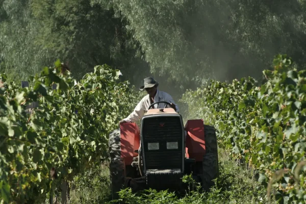 Los vinos de altura bolivianos y el singani encajan en segmentos de nicho donde el valor no está en el volumen, sino en la identidad, la calidad y el relato de origen.