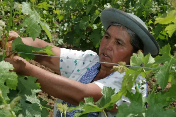La vitivinicultura boliviana también es una historia profundamente femenina.