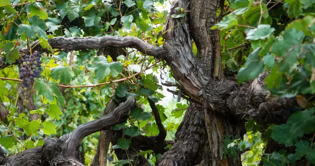 El Valle de Cinti preserva un sistema vitícola único en el mundo.