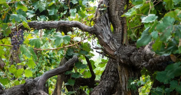 El Valle de Cinti preserva un sistema vitícola único en el mundo.