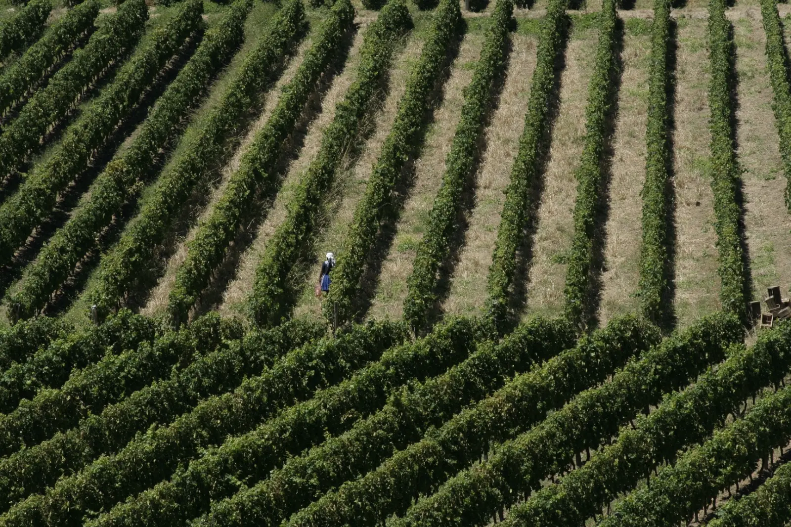 Revista Moscatel brinda por Tarija en su 209 aniversario.
