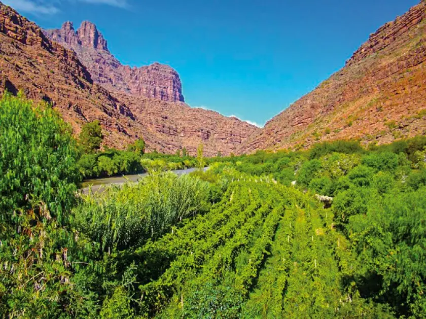 Los vinos del Valle de Cinti emergieron como una de las grandes sorpresas del reporte.