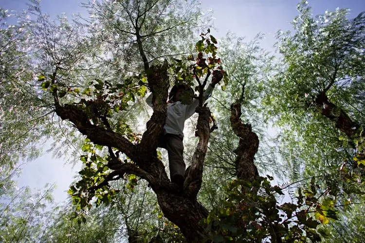 María José Granier en lo alto de un árbol de molle recogiendo uva Vischoqueña. PH Patricio CrookerMaría José Granier en lo alto de un árbol de molle recogiendo uva Vischoqueña. PH Patricio Crooker