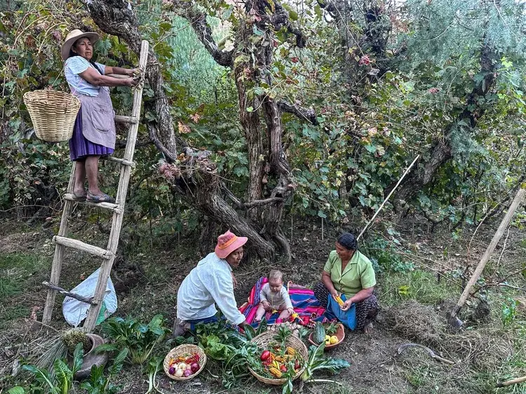 Rebeca y Camilo Cazón Yebara durante la cosecha que revela la continuidad del conocimiento ancestral, adaptado a la tierra y mantenido a través de generaciones. PH Patricia Mendoza