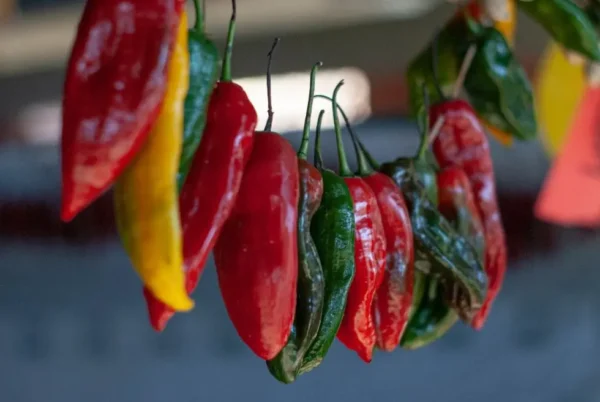 El ají chuquisaqueño ya es parte del Food Atlas de la UNESCO