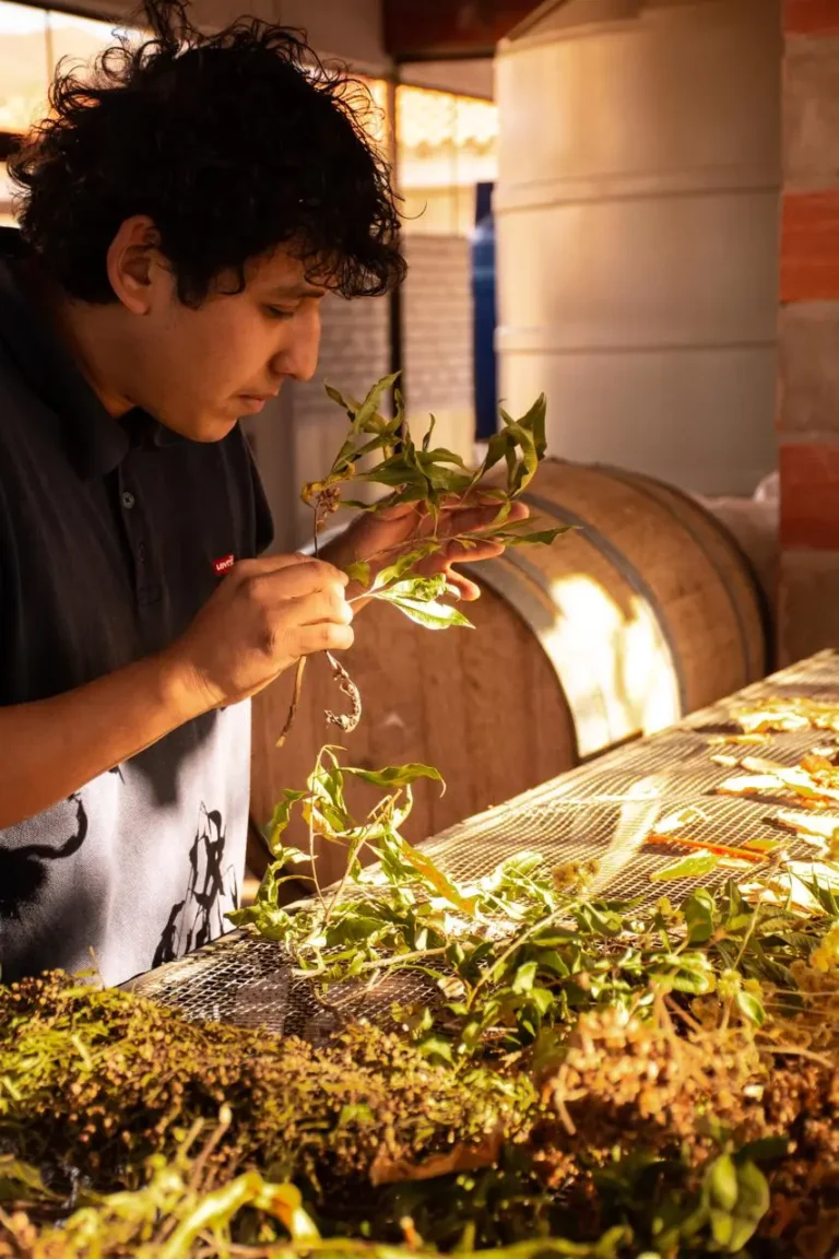 Ticuva propone elaborar destilados de alta gama, mirando las raíces más profundas de Tarija