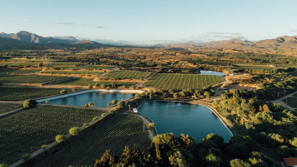 La mayor extensión de uva Moscatel para el singani se encuentra en el Valle de Tarija