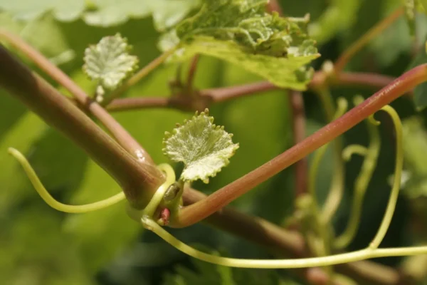 La primavera en los viñedos es la temporada de la brotación