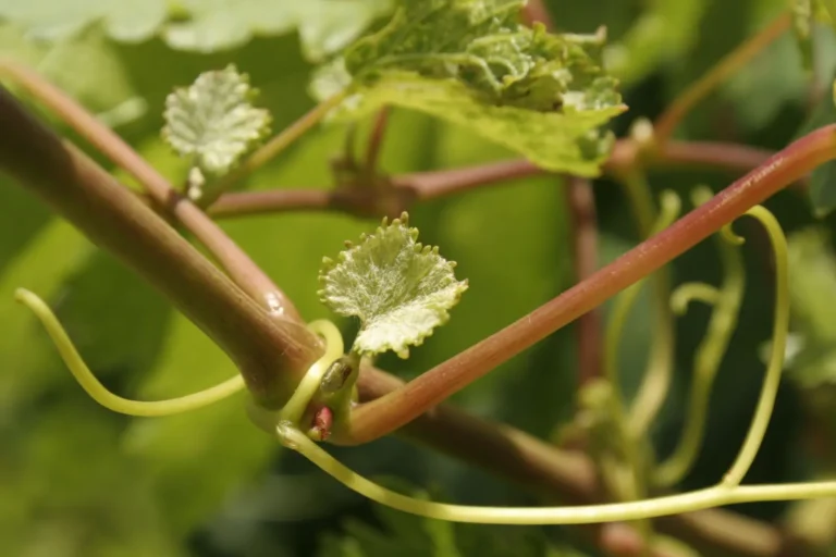 La primavera en los viñedos es la temporada de la brotación