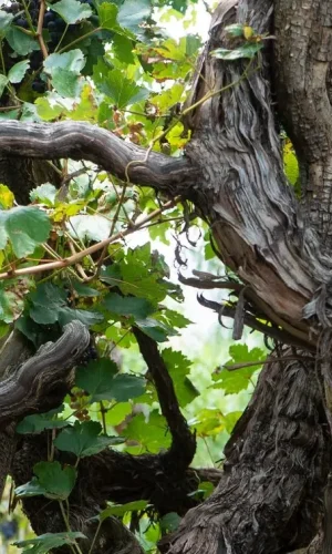 El Valle de Cinti preserva un sistema vitícola único en el mundo.