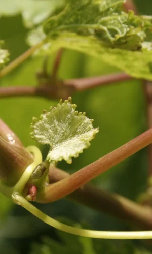 La primavera en los viñedos es la temporada de la brotación