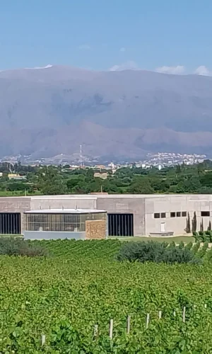 Urge proteger el esfuerzo de las bodegas que con tanto esfuerzo recuperaron tierras erosionadas plantando uva.